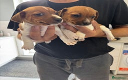 Jack Russell dogs for sale: Jack Russell pups - Image 3