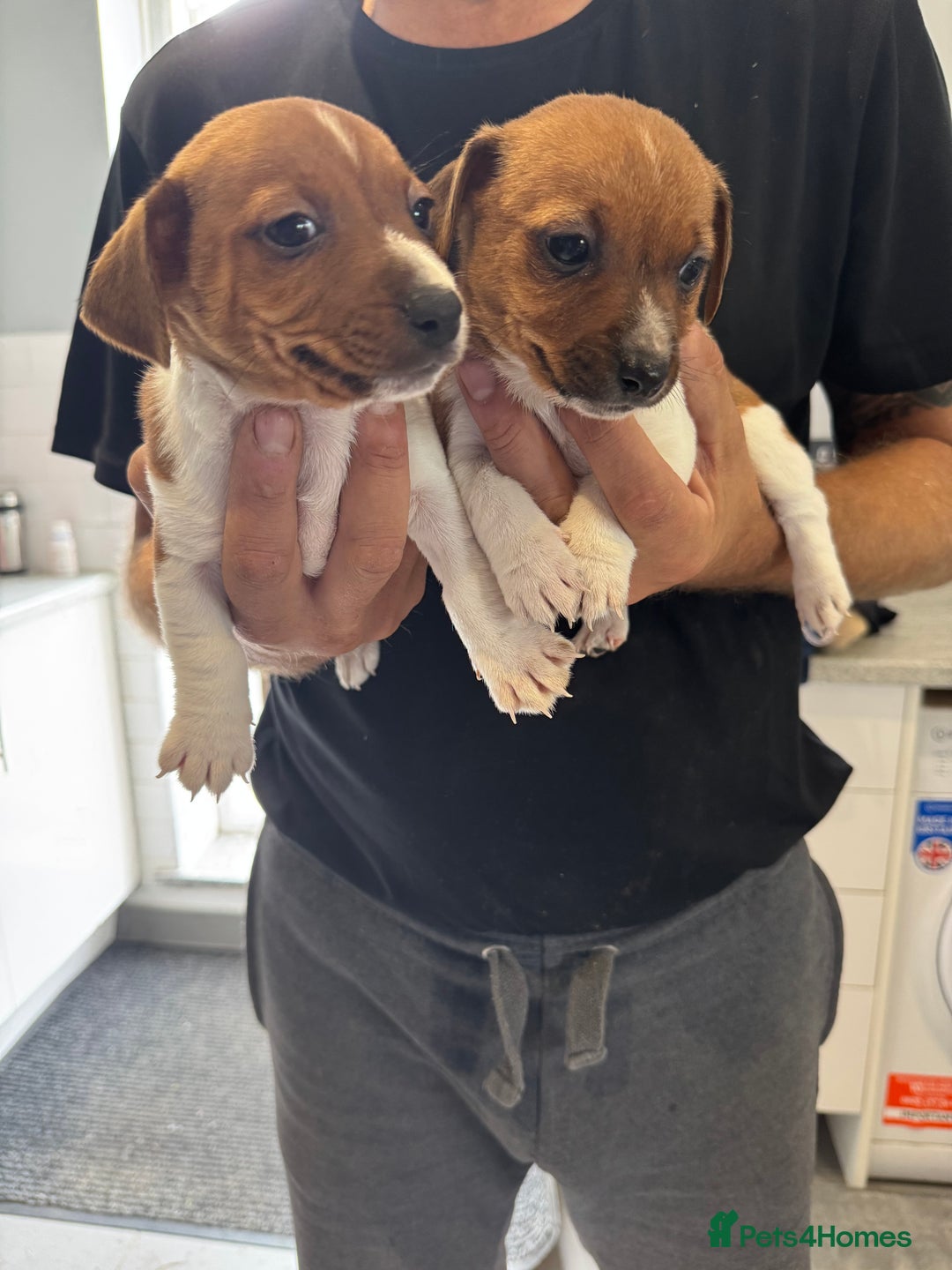 Jack Russell dogs for sale: Jack Russell pups - Image 3