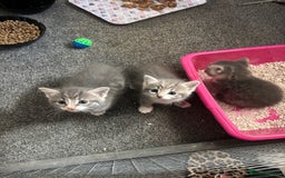Mixed Breed cats for sale: Beautiful grey kittens - Image 6