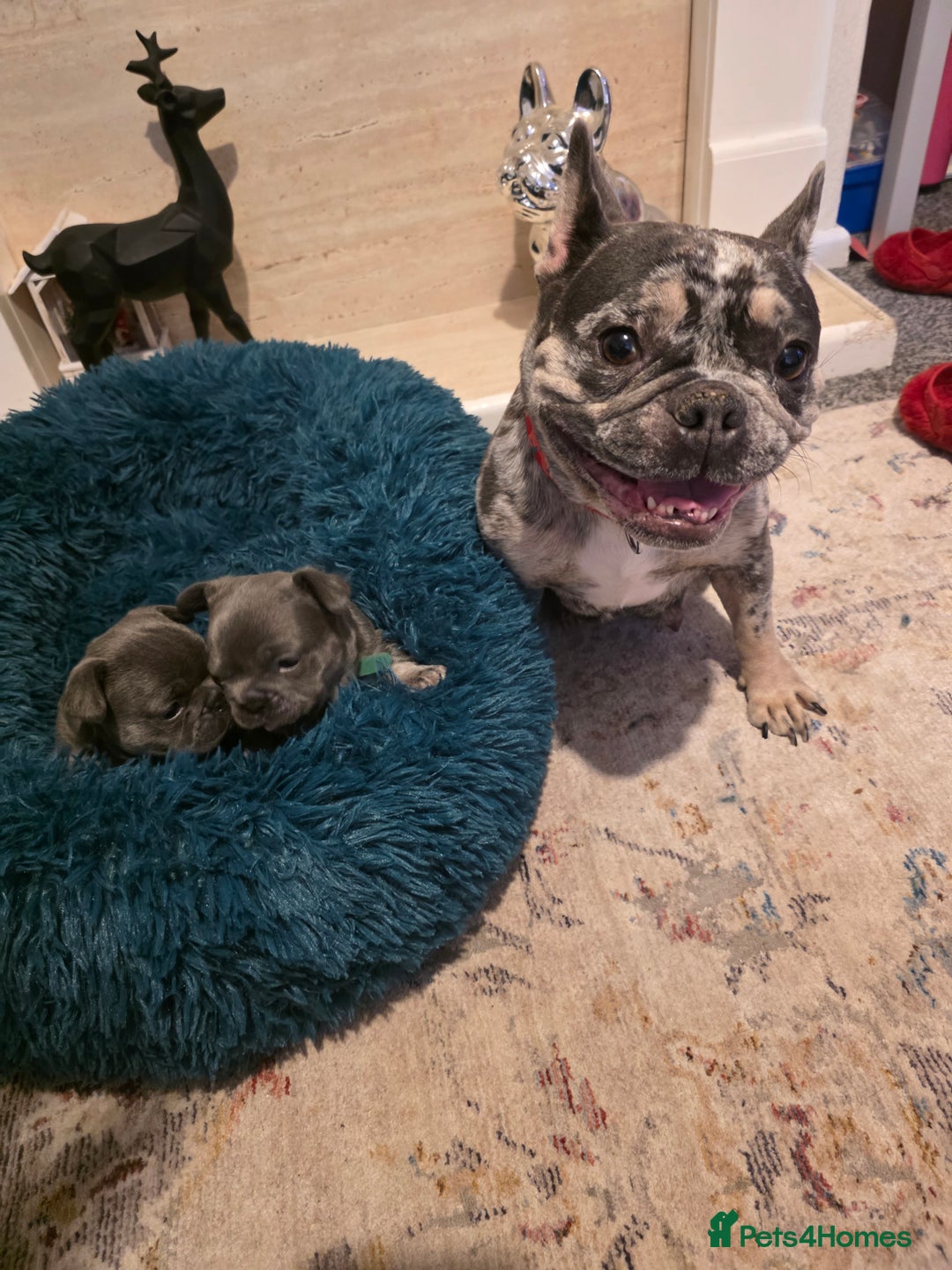 French Bulldog dogs for sale: Frenchie Puppies - Image 12