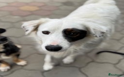 Mixed Breed dogs for adoption: Meet HANNAHH - a Lovely Girl for a Loving Home - Advert 1