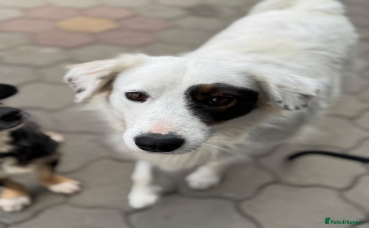 Mixed Breed dogs Meet HANNAHH - a Lovely Girl for a Loving Home - Advert 2