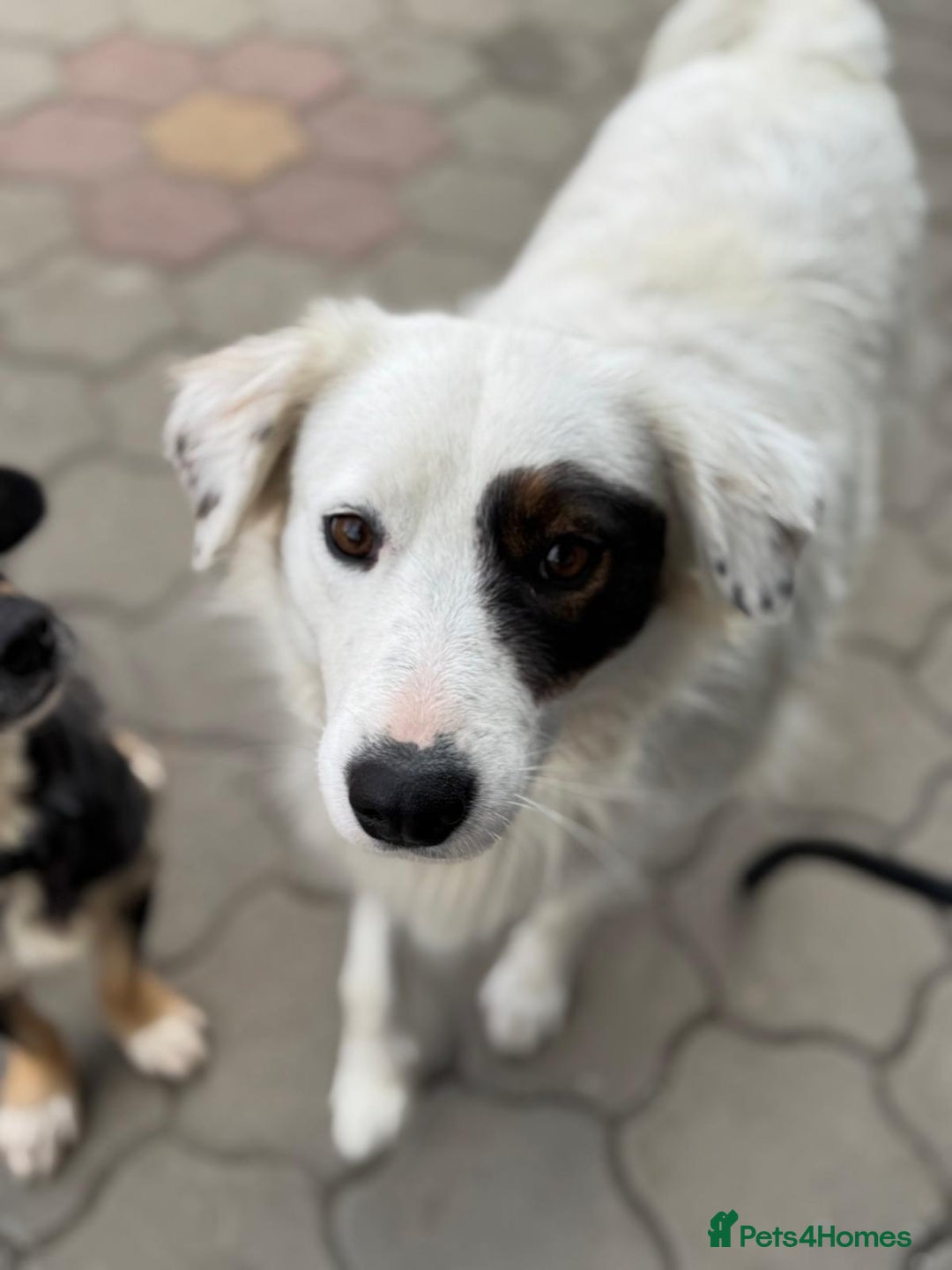 Mixed Breed dogs for adoption: Meet HANNAHH - a Lovely Girl for a Loving Home - Advert 1