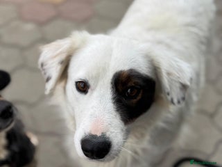 Mixed Breed dogs Meet HANNAHH - a Lovely Girl for a Loving Home - Advert 4