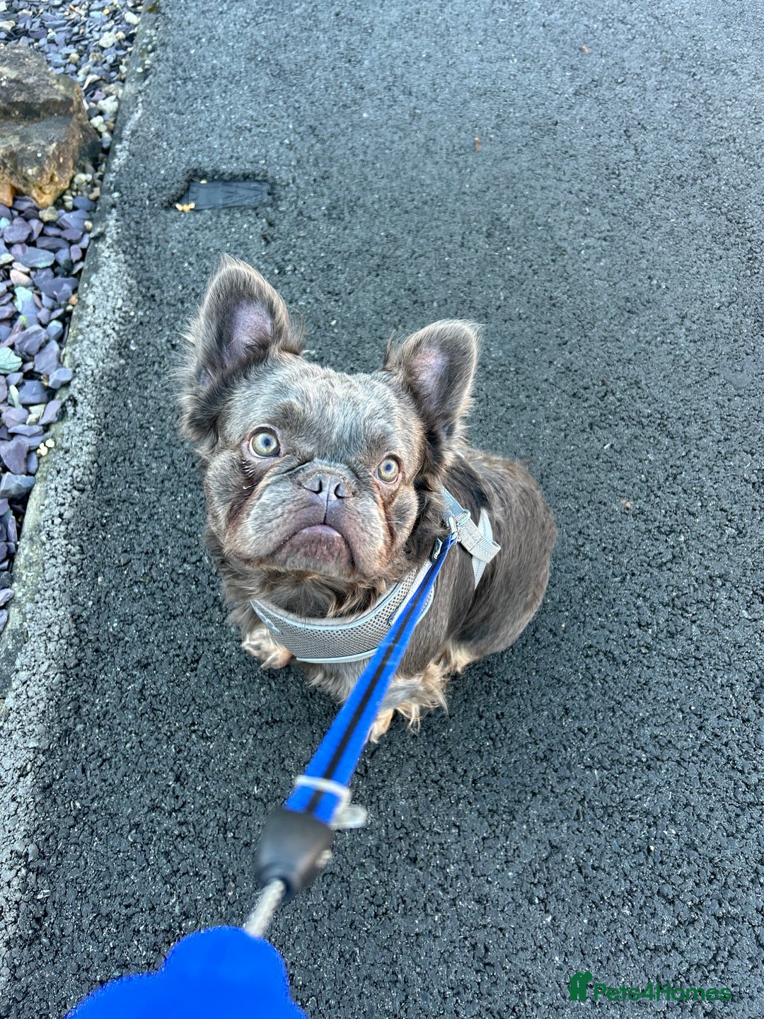 French Bulldog dogs for sale: French Bulldogs  - Advert 2