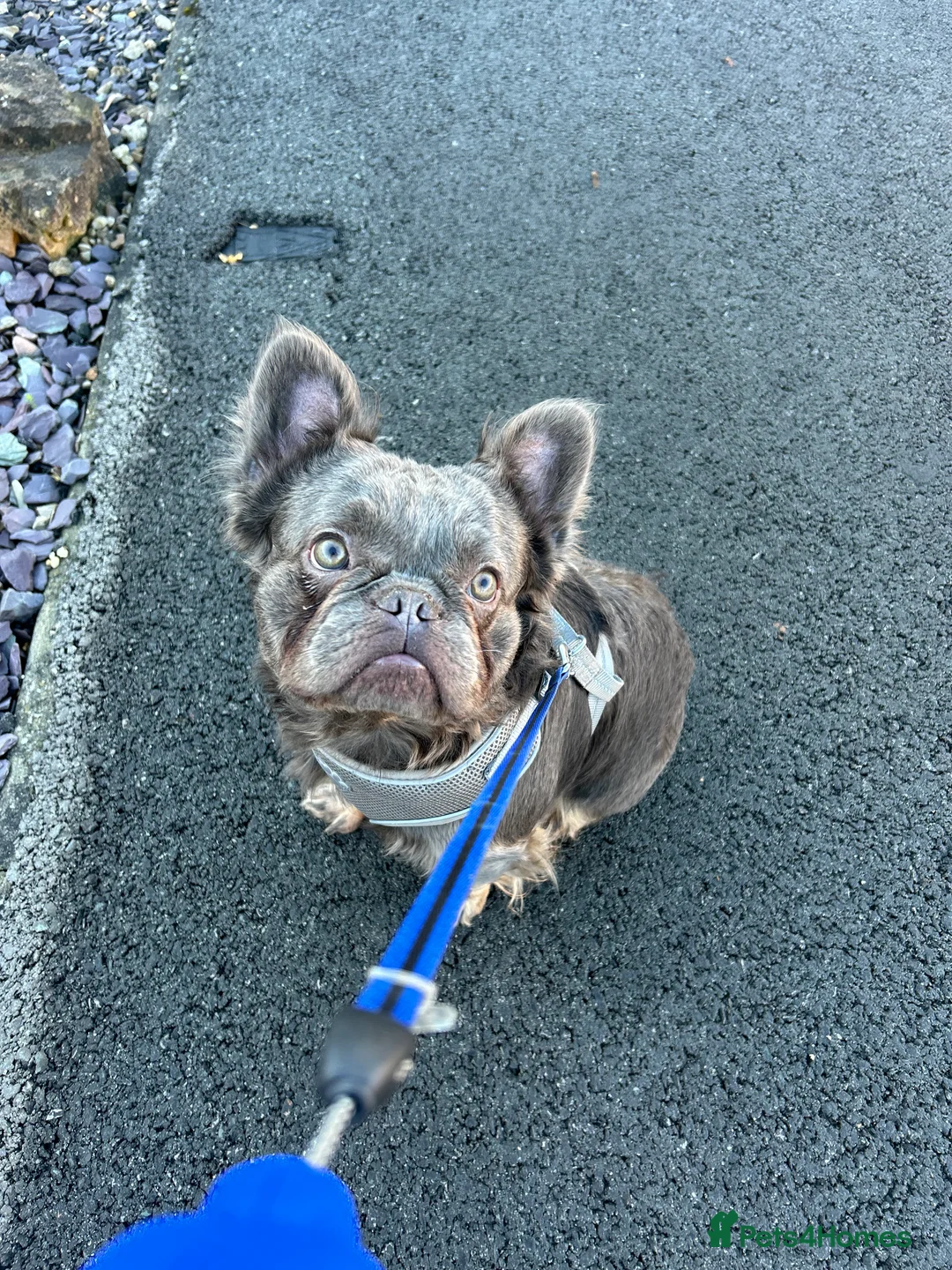 French Bulldog dogs for sale: French Bulldogs  - Advert 2