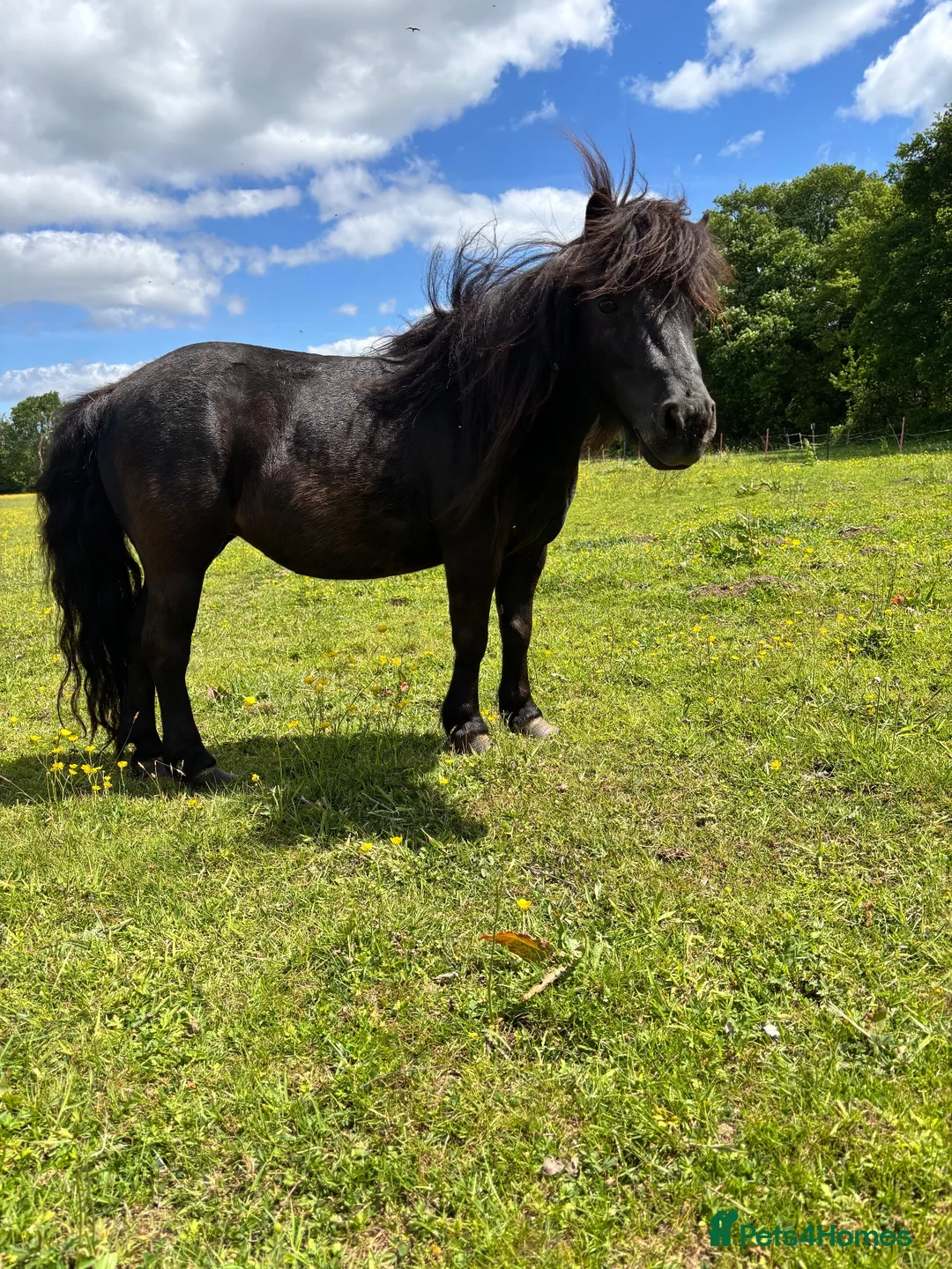 Shetland pony horses for sale: Tina Turner  - Advert 2