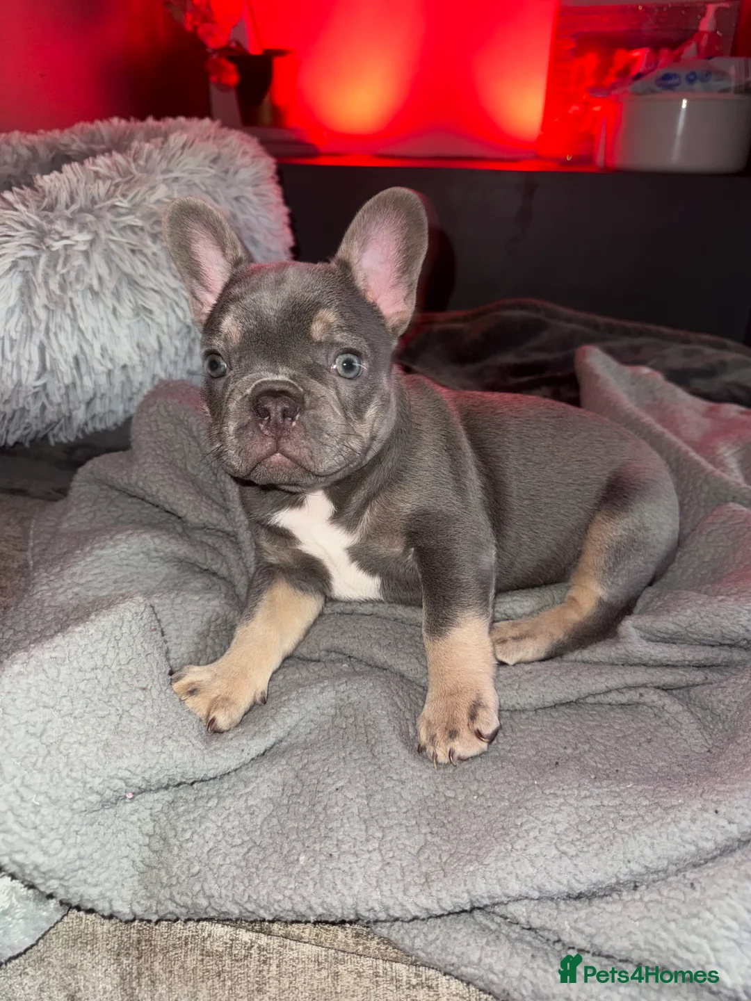 French Bulldog dogs for sale: Female French bulldog 5 months  - Advert 2