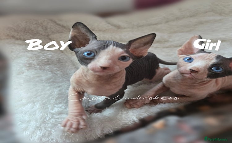 Sphynx cats - Advert 3