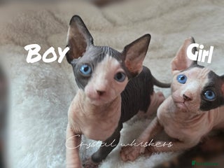 Sphynx cats - Advert 8