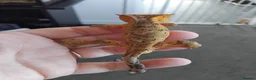 Gecko reptiles for sale: Male Crested Gecko - Advert 3