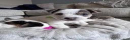 Jack Russell dogs for sale: Jack Russell Puppies in York - Advert 20