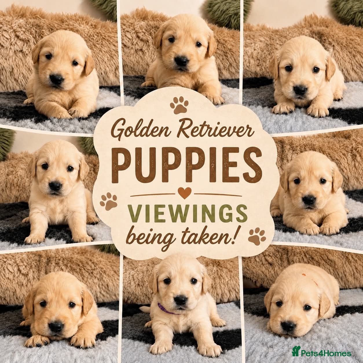Golden Retriever dogs Exceptional Golden Retriever Puppies 🐾 - Advert 2