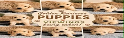 Golden Retriever dogs for sale: Exceptional Golden Retriever Puppies 🐾 - Advert 15
