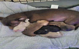 Chorkie dogs for sale: My girl has had 5 beautiful pups - Image 2