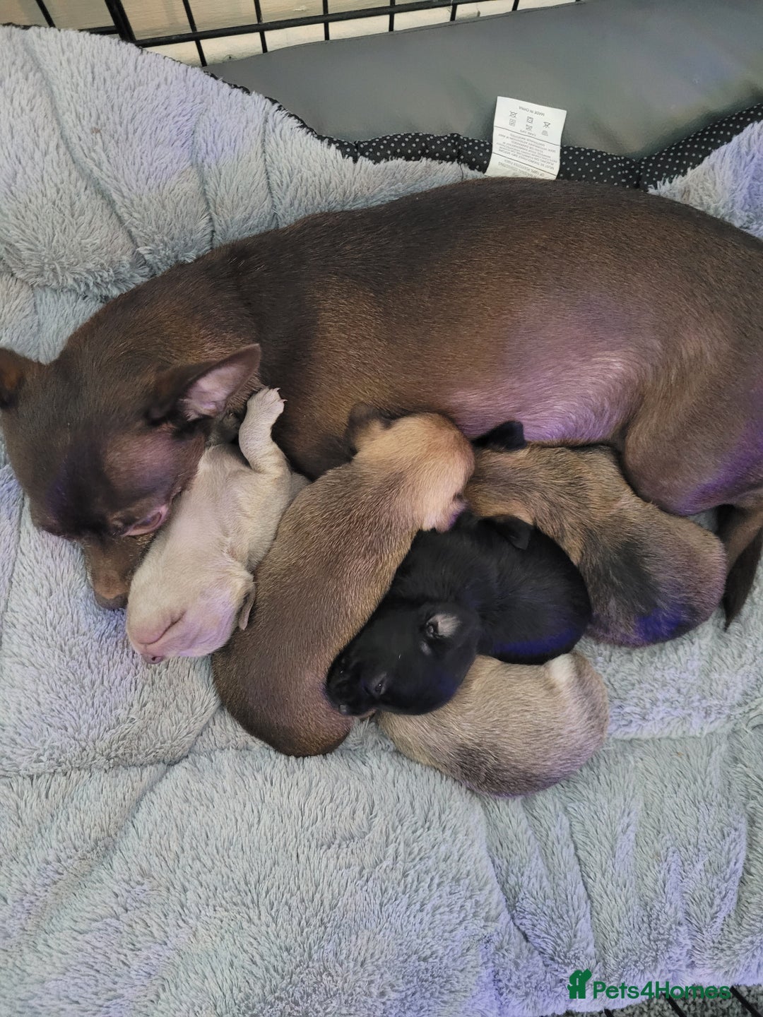 Chorkie dogs for sale: My girl has had 5 beautiful pups - Image 2