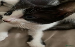 Mixed Breed cats for sale: 2 boys left!!need to leave asap!!! - Image 13