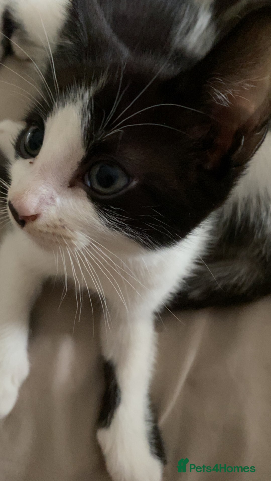 Mixed Breed cats for sale: 2 boys left!!need to leave asap!!! - Image 13