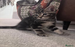 Mixed Breed cats for sale: 5 super cute kittens  - Image 20