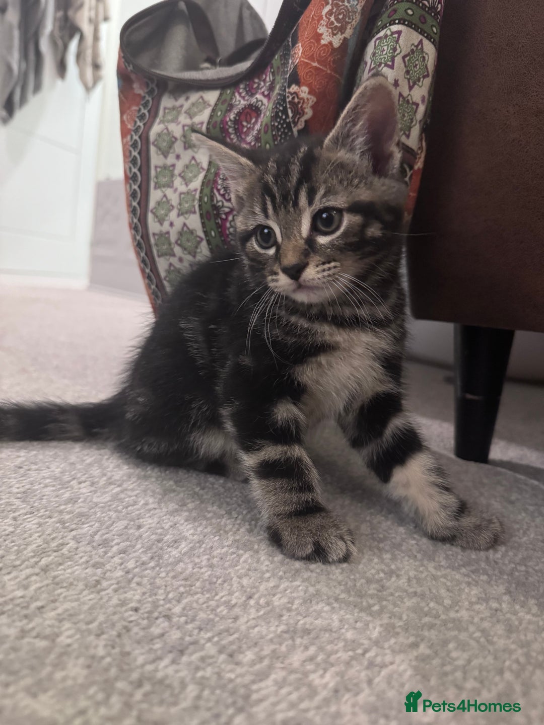 Mixed Breed cats for sale: 5 super cute kittens  - Image 20