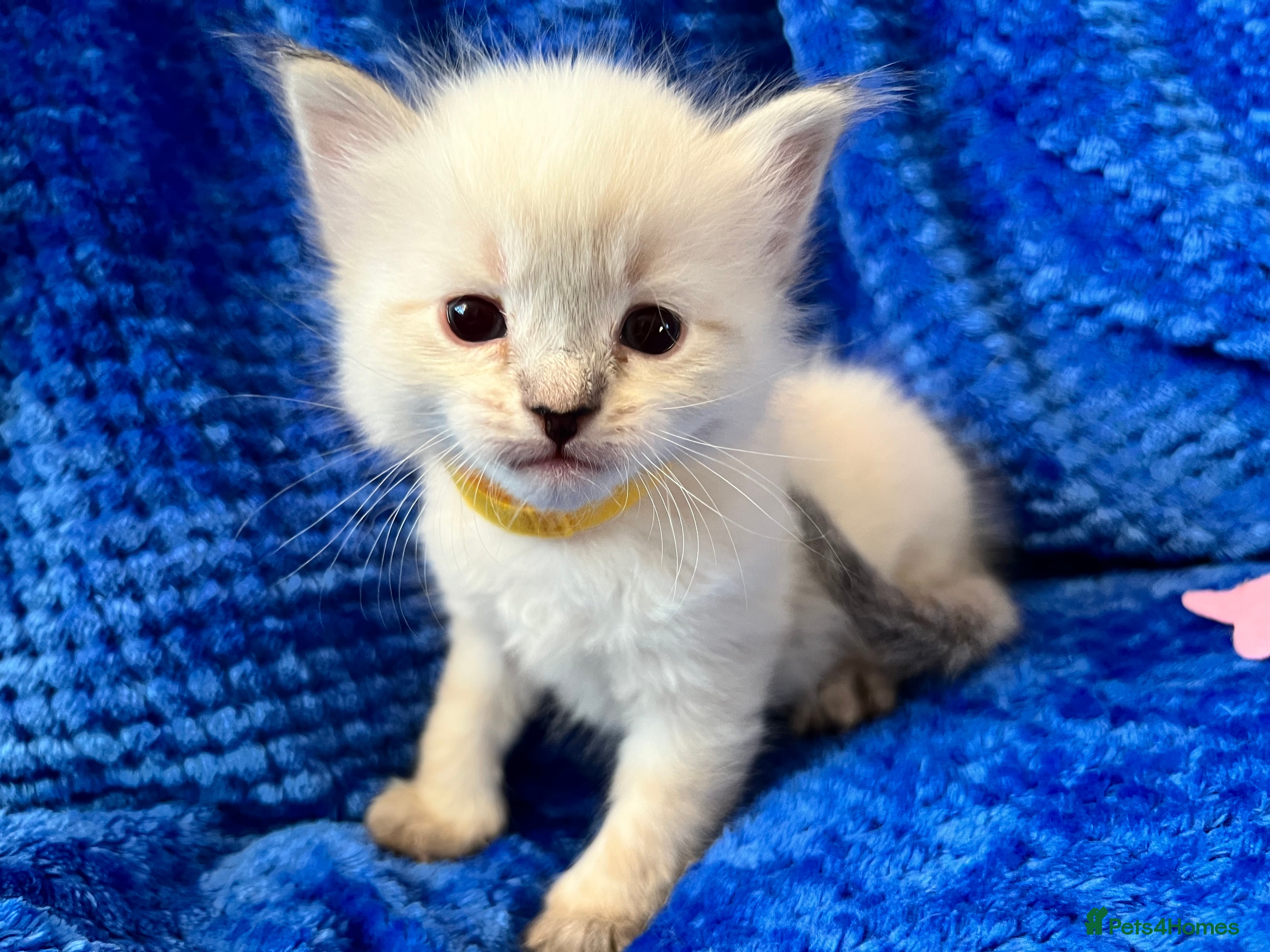 Siberian cats 🩵🩵Stunning GCCF Siberian Neva Masquerades🩵🩵 - Advert 3