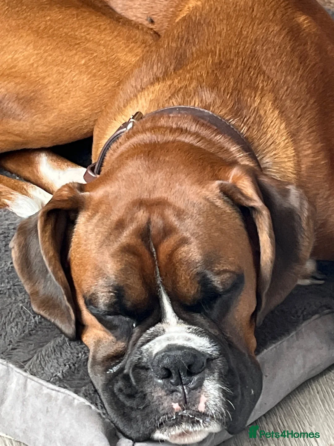Boxer dogs for sale: Full pedigree boxer approximately 8 months.  - Advert 2