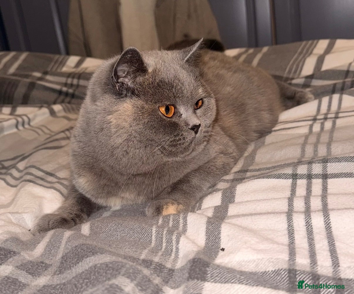 British Shorthair cats Retired GCCF Champion girls  - Advert 2