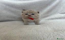 British Shorthair cats for sale: High quality GCCF registered kittens   - Image 11