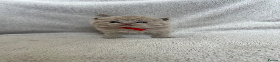 British Shorthair Kitten 3