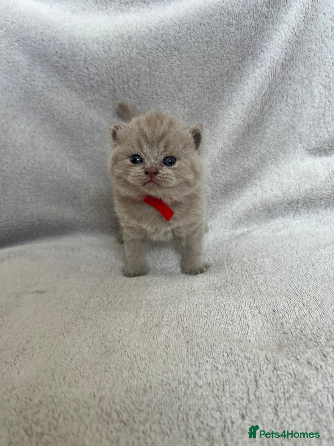 British Shorthair cats for sale: High quality GCCF registered kittens   - Image 11