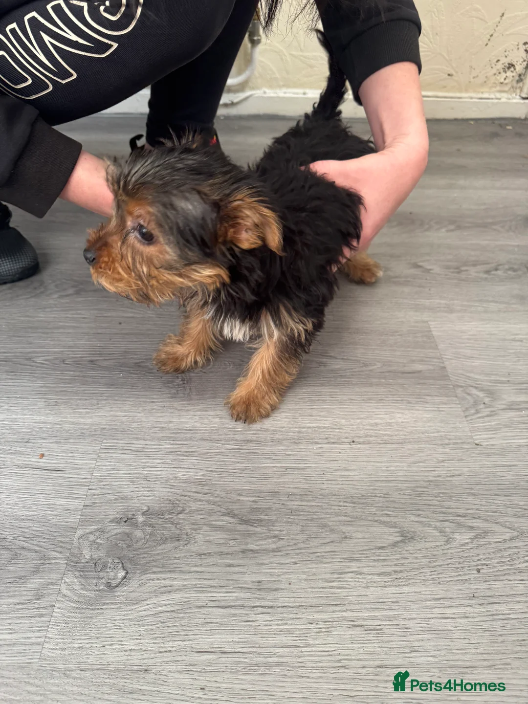 Yorkshire Terrier dogs for sale: Very small Female Yorkshire Terrier - Advert 3