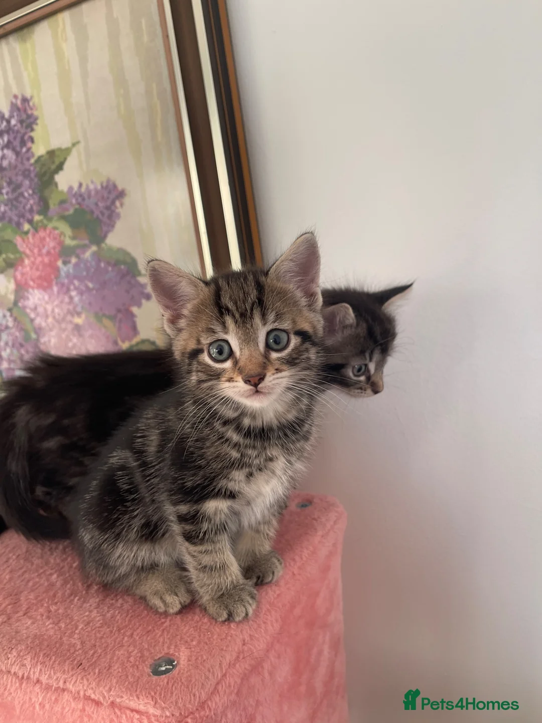 Mixed Breed cats for sale: Beautiful Mixed Breed  - Advert 1