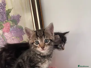 Mixed Breed cats Beautiful Mixed Breed - Advert 1