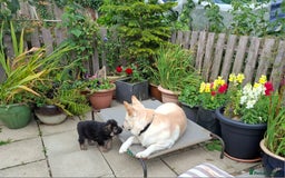 German Shepherd dogs for sale: Stunning litter of German shepherd puppies   - Image 19