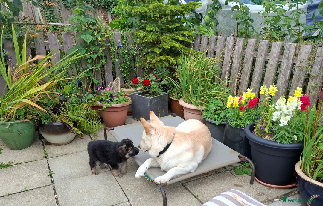 German Shepherd dogs for sale: Stunning litter of German shepherd puppies   - Image 19