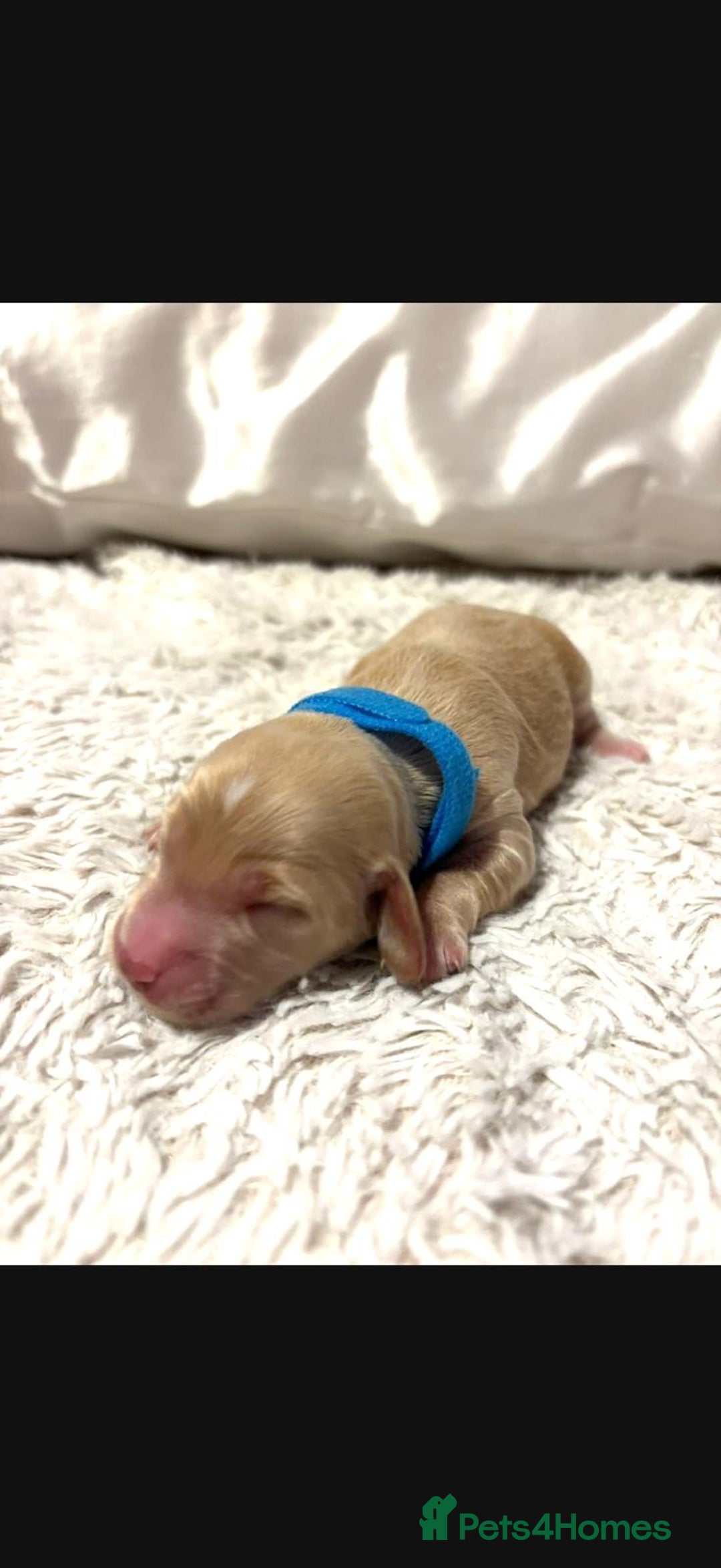 Cockapoo dogs for sale: 🌼 a beautiful litter of 6 cockerpoos/poodles - Advert 3