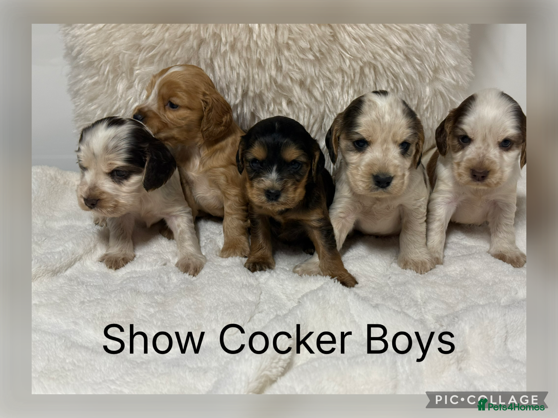 Cocker Spaniel dogs Stunning KC Show Cocker Spaniels - Advert 12