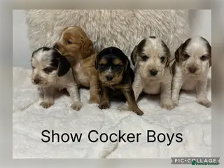 Cocker Spaniel dogs Stunning KC Show Cocker Spaniels - Advert 12