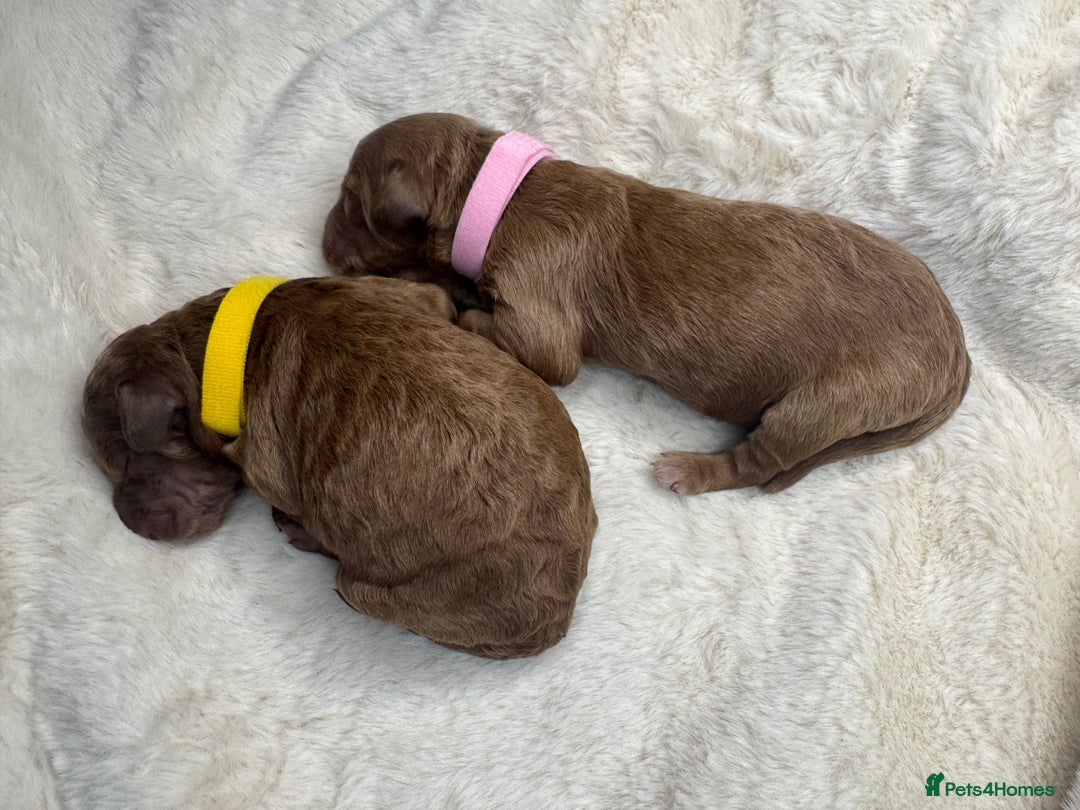 Mini Goldendoodle dogs for sale: Miniature Goldendoodle F1b Puppies - Advert 10