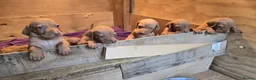 Hungarian Vizsla dogs for sale: Beautiful Hungarian Vizsla Puppies 4 Girls 2 Boys - Advert 11