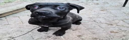 Cane Corso dogs for sale: Female cane corso - Advert 4