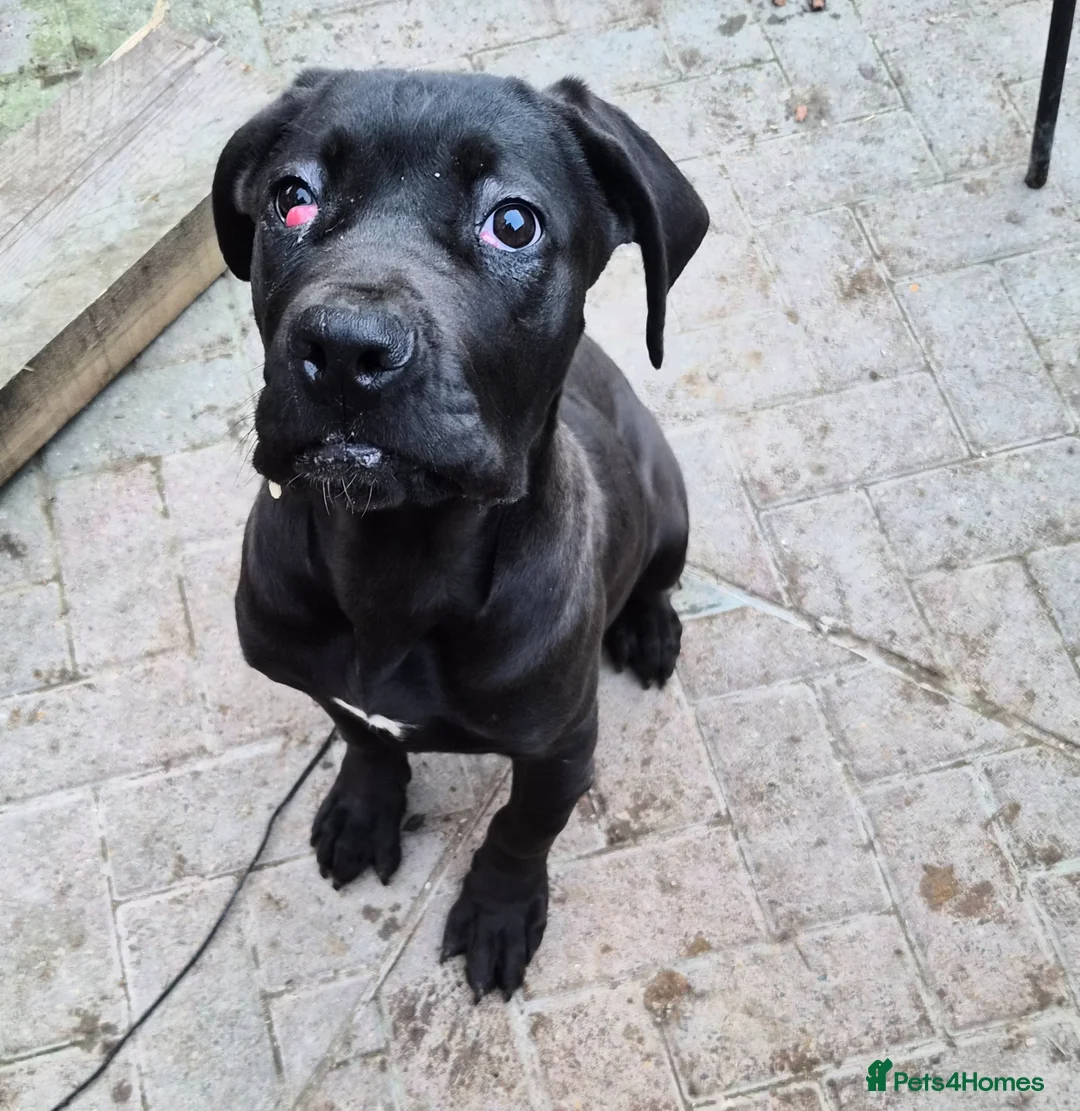 Cane Corso dogs for sale: Female cane corso - Advert 4