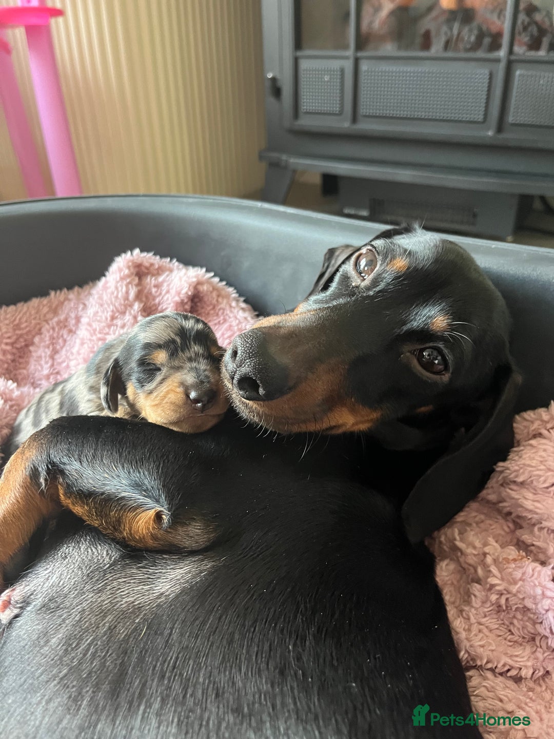 Dachshund dogs for sale: Dacshund Puppies - Advert 3