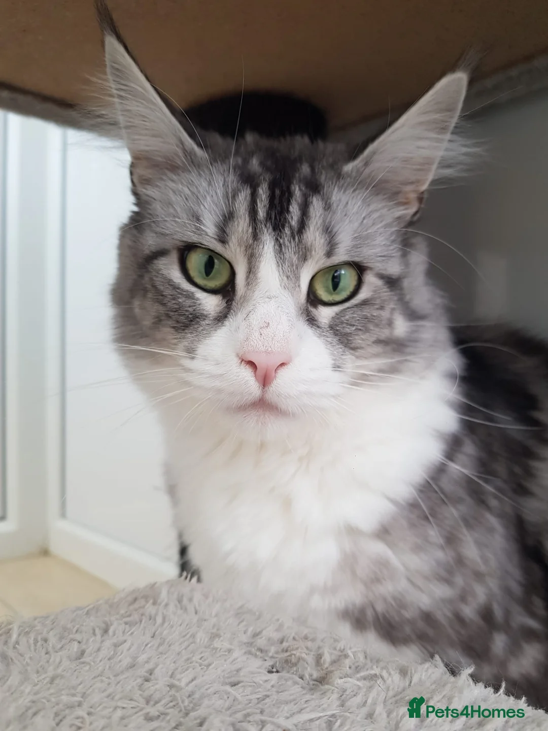 Maine Coon cats for sale: ✨ Retired Queen Looking for Her Forever Throne 👑 - Advert 2