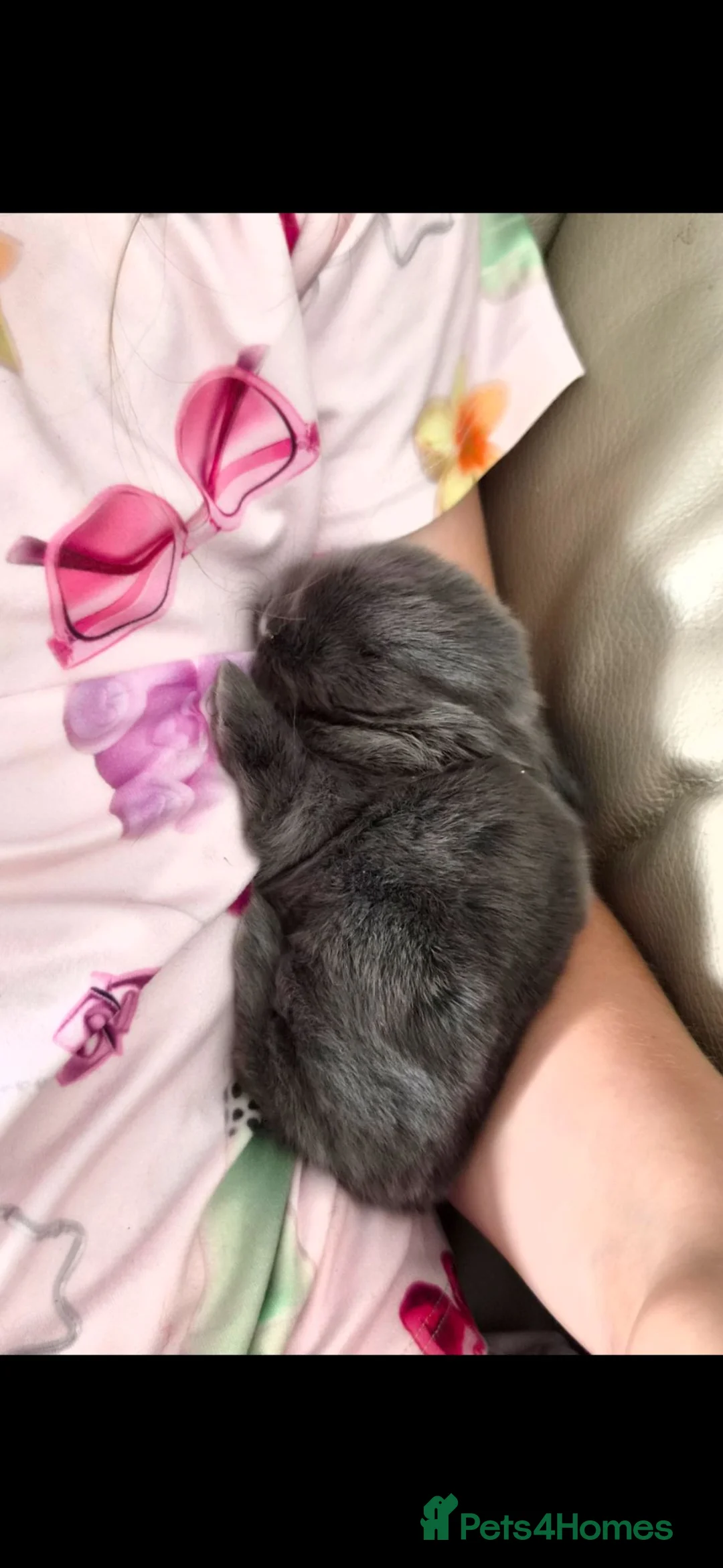 Mini Lion Lop rabbits for sale: Beautiful blue plush mini lion lop in Manchester - Advert 2