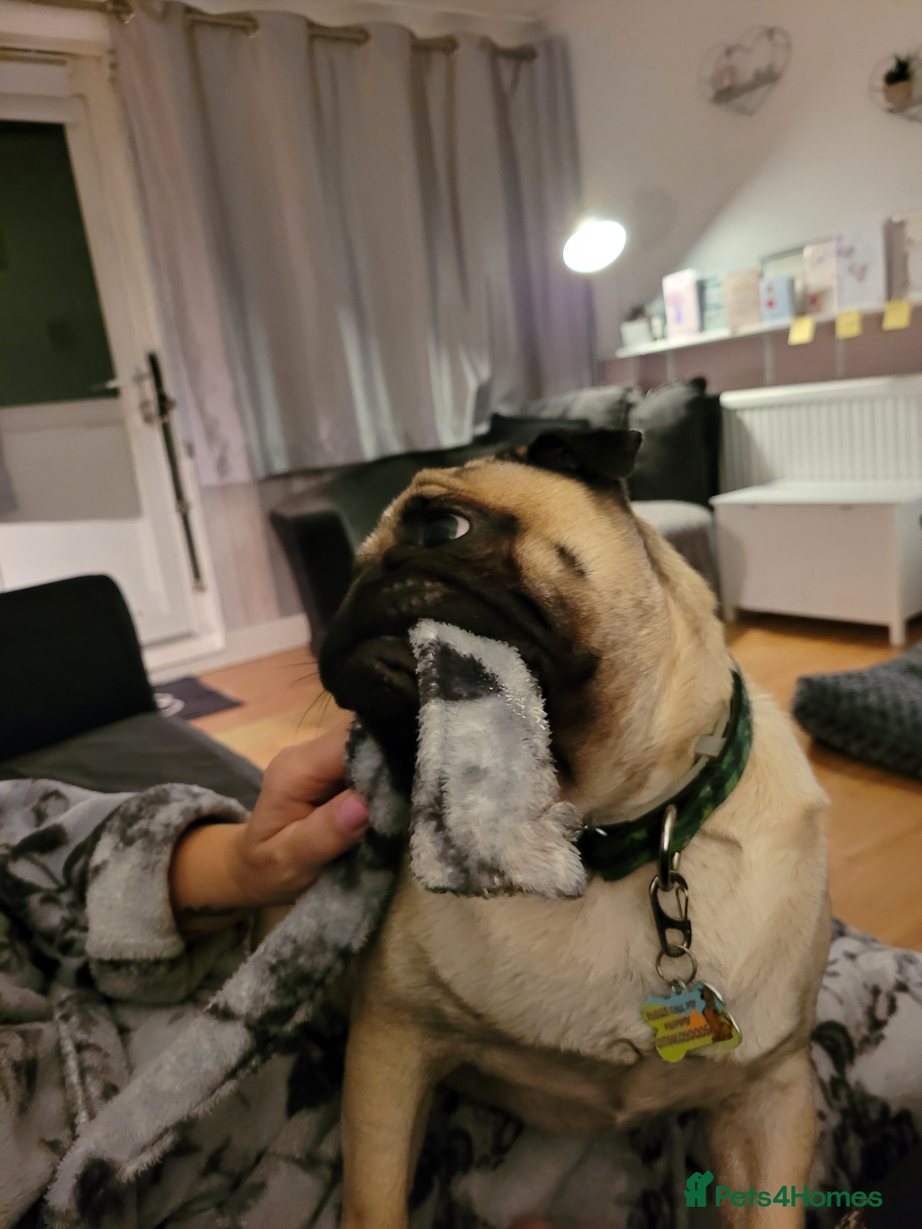 Pug dogs Beautiful male pug 💙🩵 ***SOLD*** - Advert 2