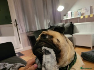 Pug dogs Beautiful male pug 💙🩵 - Advert 3