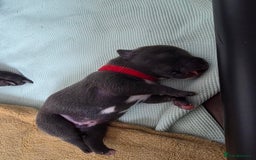 Staffordshire Bull Terrier dogs for sale: Staffordshire Bull Terrier Puppies - Image 5