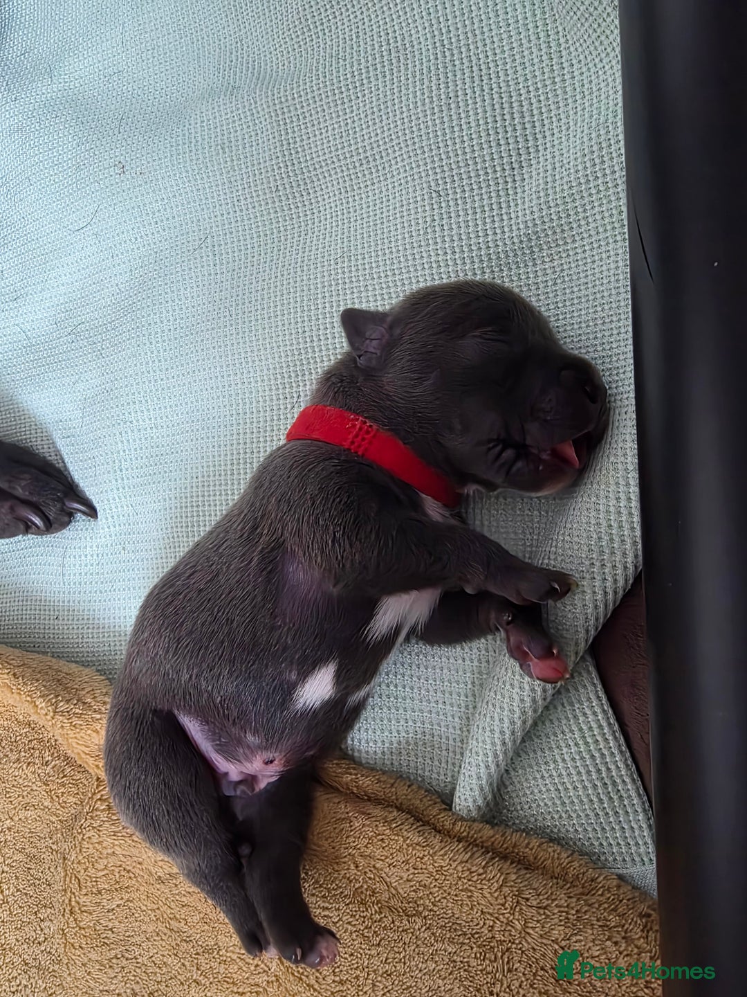 Staffordshire Bull Terrier dogs for sale: Staffordshire Bull Terrier Puppies - Image 5