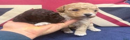 Maltipoo dogs for sale: Toy poodle cross maltipoo puppies little puppies  - Advert 10